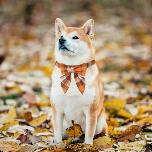 Fall Dog Collar with Bow – Adjustable Cotton Pet Bowtie Collar - Image 2