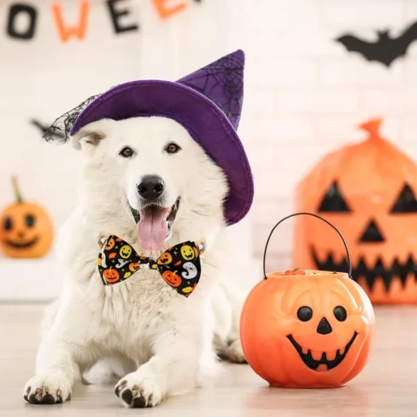 Fall Dog Bow Tie Collar – Orange Thanksgiving Style - Image 4