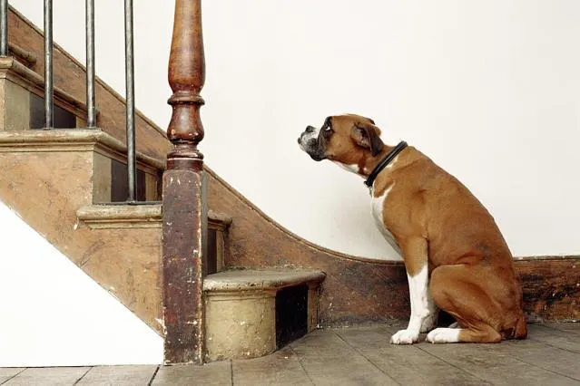 Trouble standing up or climbing stairs