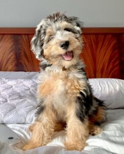 Mini Aussiedoodle