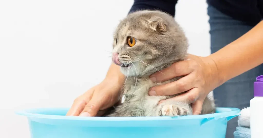 Cat Shampoos & Gloves by Petsay