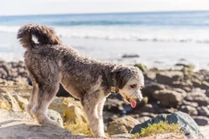 A fluffy Aussiedoodle standing on a sandy beach, looking toward the ocean with waves in the background.
