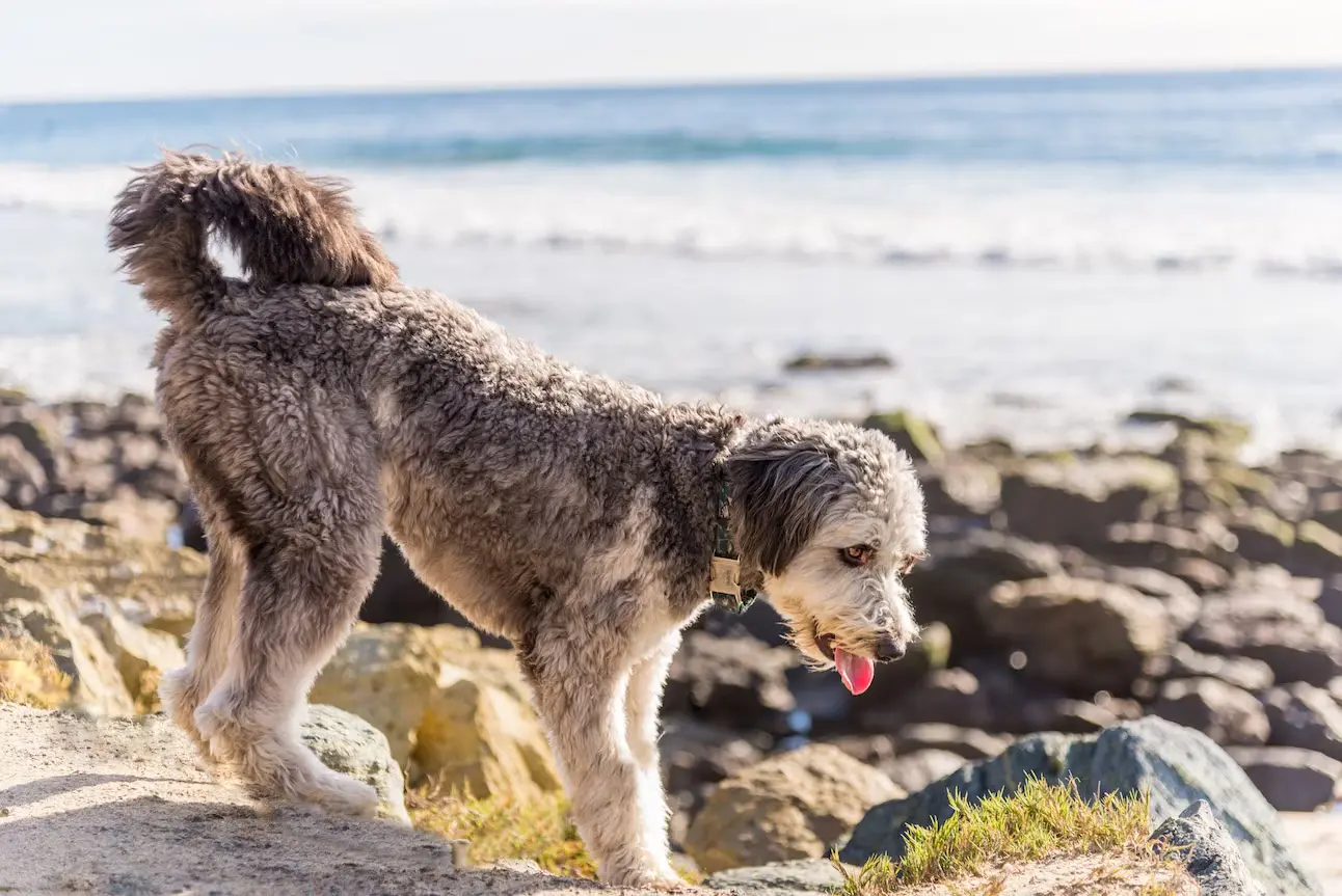 A fluffy Aussiedoodle standing on a sandy beach, looking toward the ocean with waves in the background.