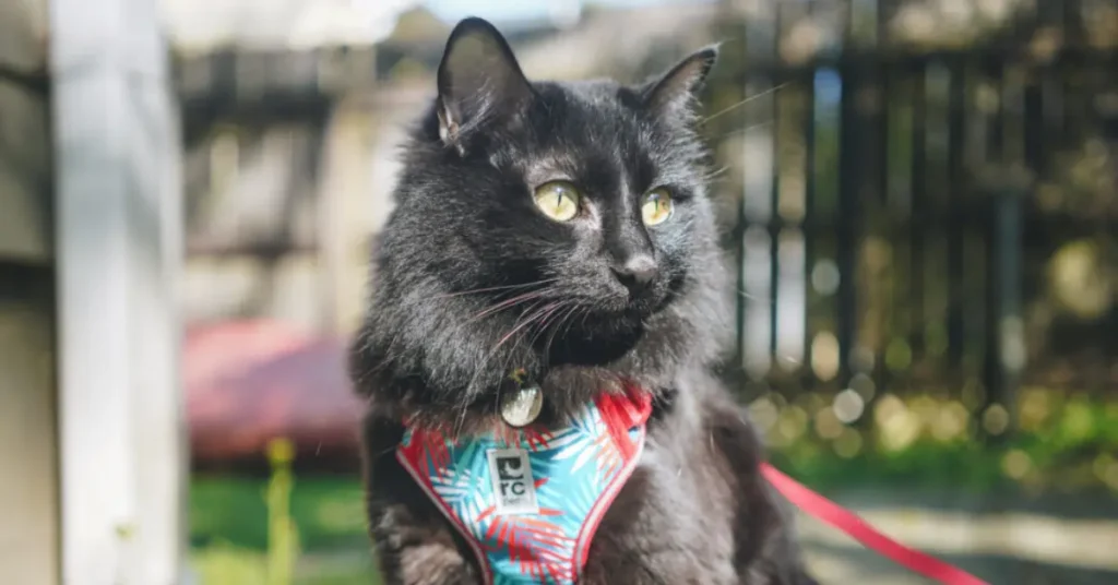 this img show cat Leashes & Harnesses