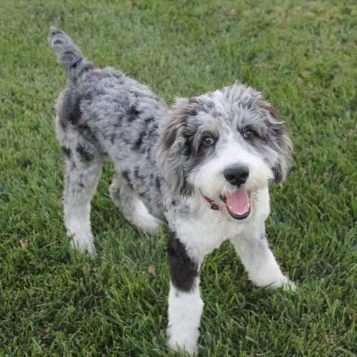 this img show full grown mini aussiedoodle stand in park