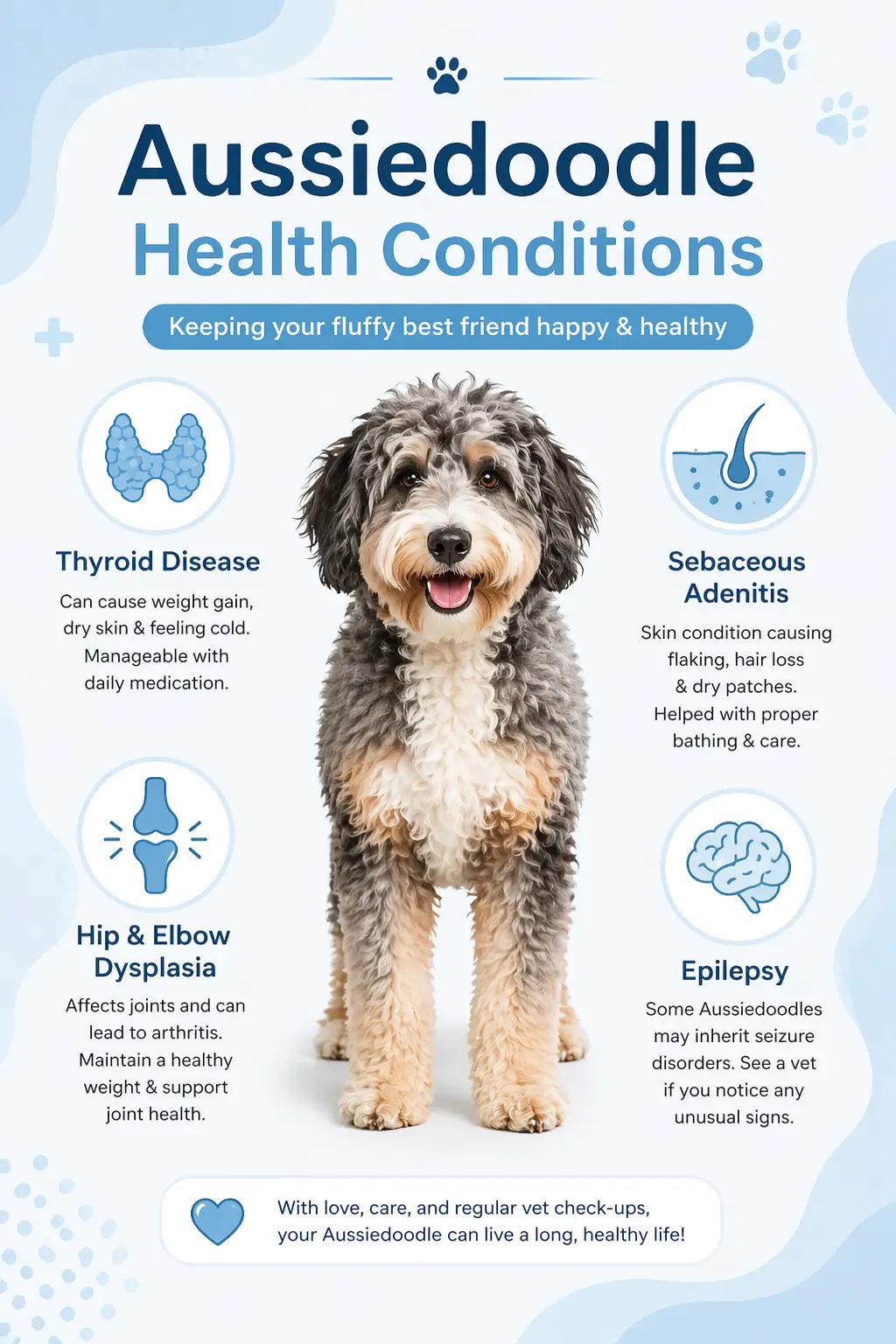 A fluffy Aussiedoodle sitting calmly, representing common health conditions and overall wellness.