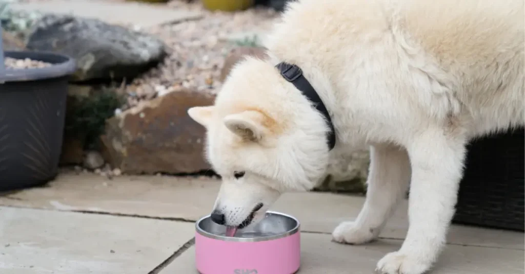 Dog Bowls & Feeders by petsay
