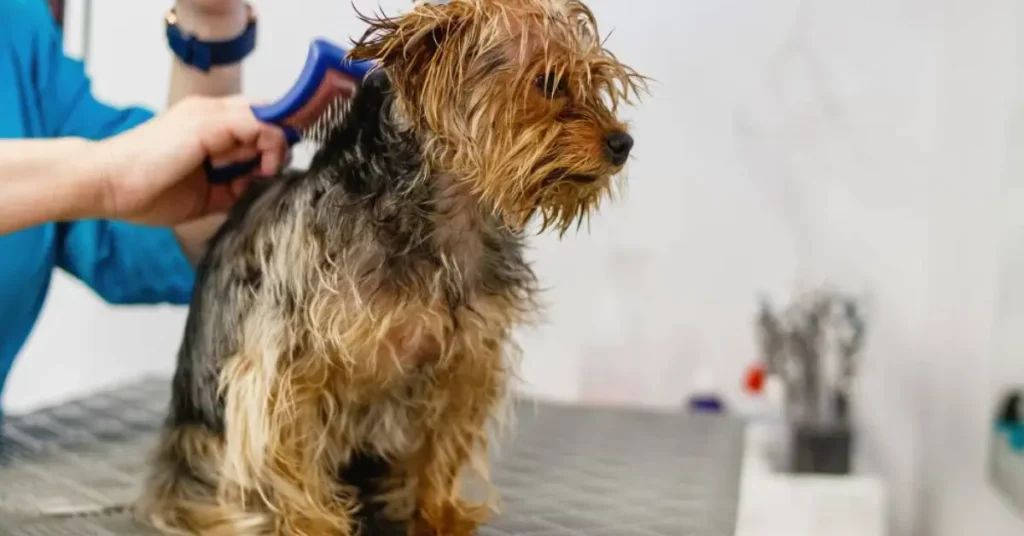 Dog Grooming Tools by petsay