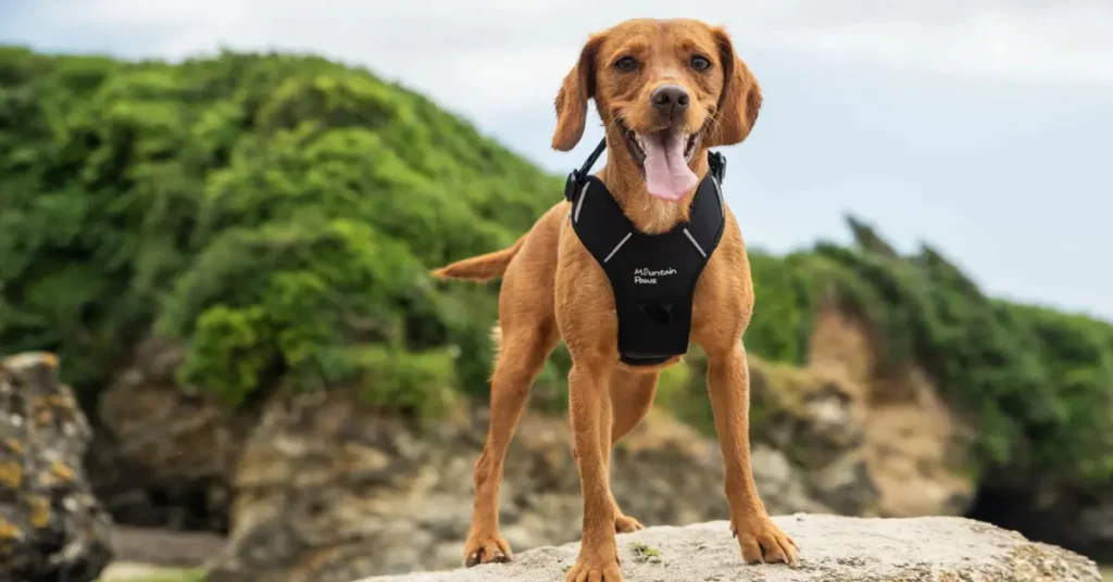 Dog Leashes, Collars & Harnesses by petsay