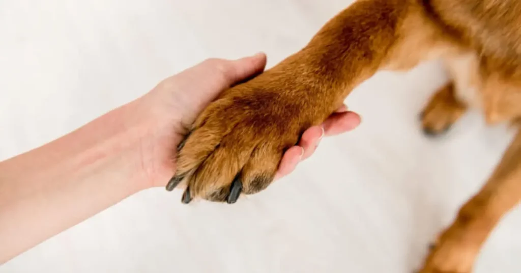 Dog Paw & Nail Care by petsay