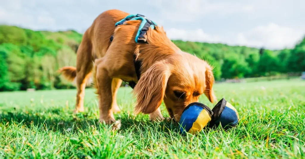 Dog Training Toys by petsay