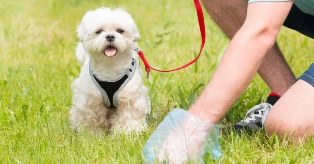 Dog poop bags and scoopers by petsay