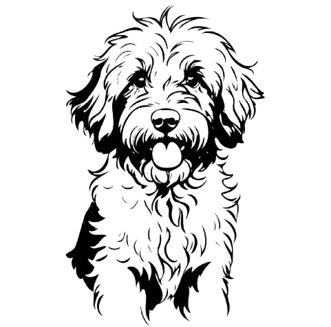 All About Aussiedoodle Dog