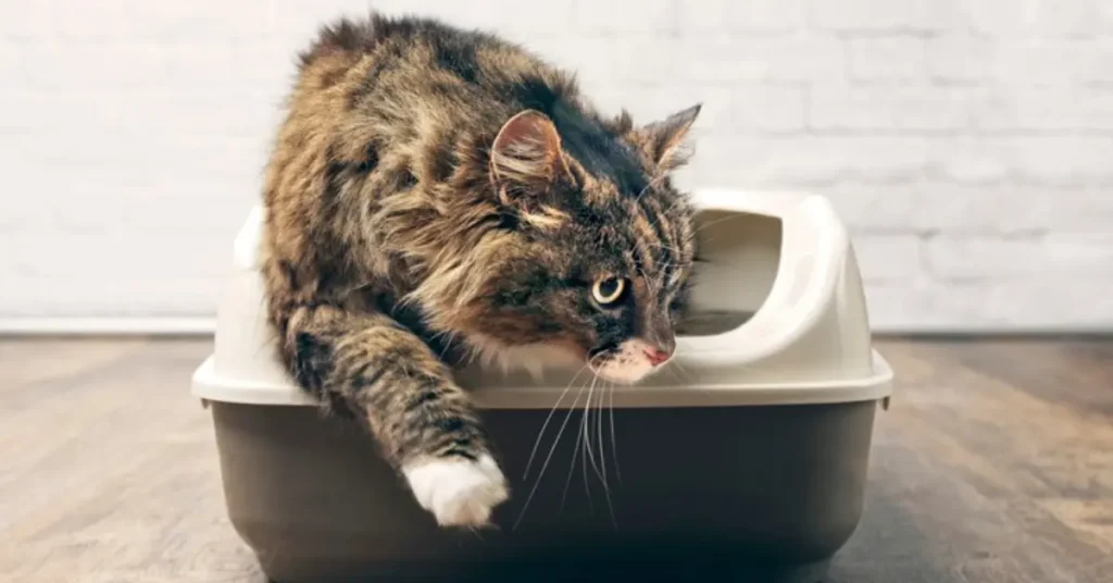 cat Clumping Litter by petsay