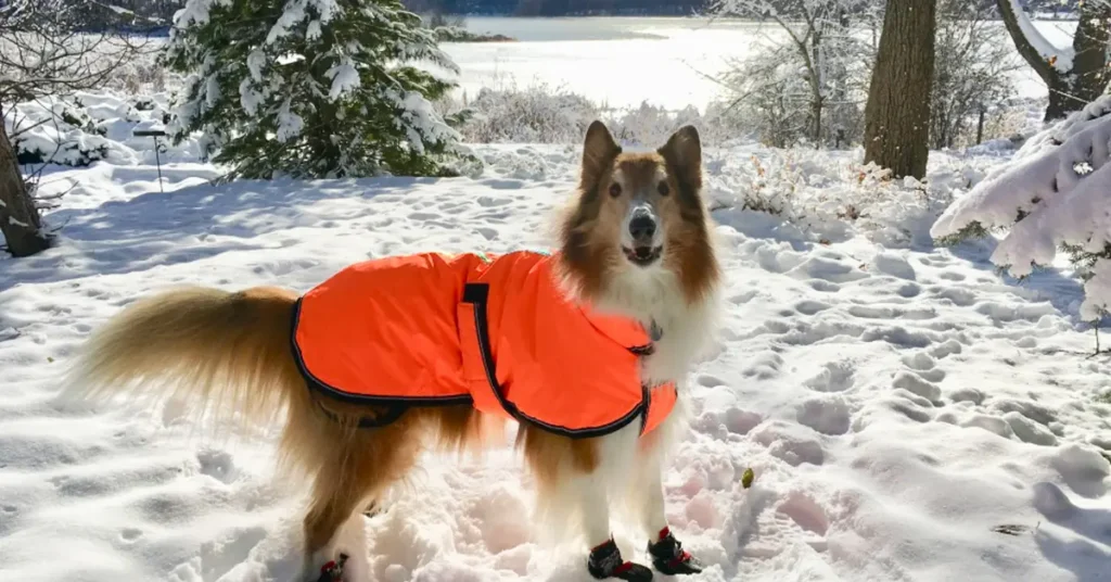 dog Jackets & Coats by petsay