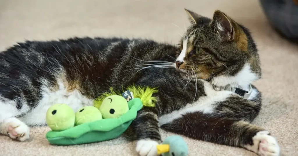 img show Cat Plush Toys & Mice Toys