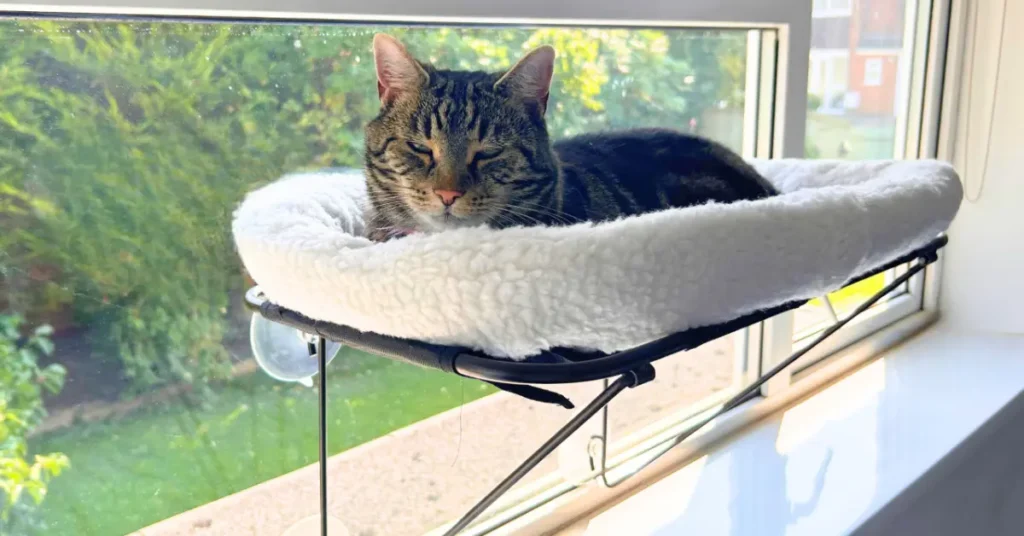 img show Cat Window Perches & Hammocks by petsay