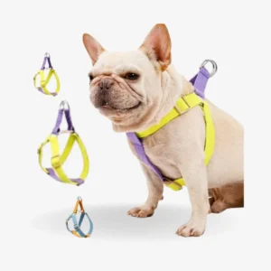 Rainbow Colorblock No Pull Dog Harness Set – Anti-Escape Vest with Leash for Puppies & Dogs