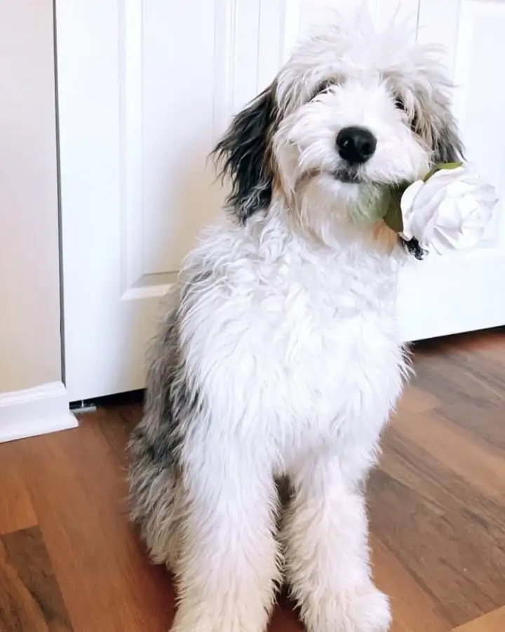 white grey merle Aussiedoodle