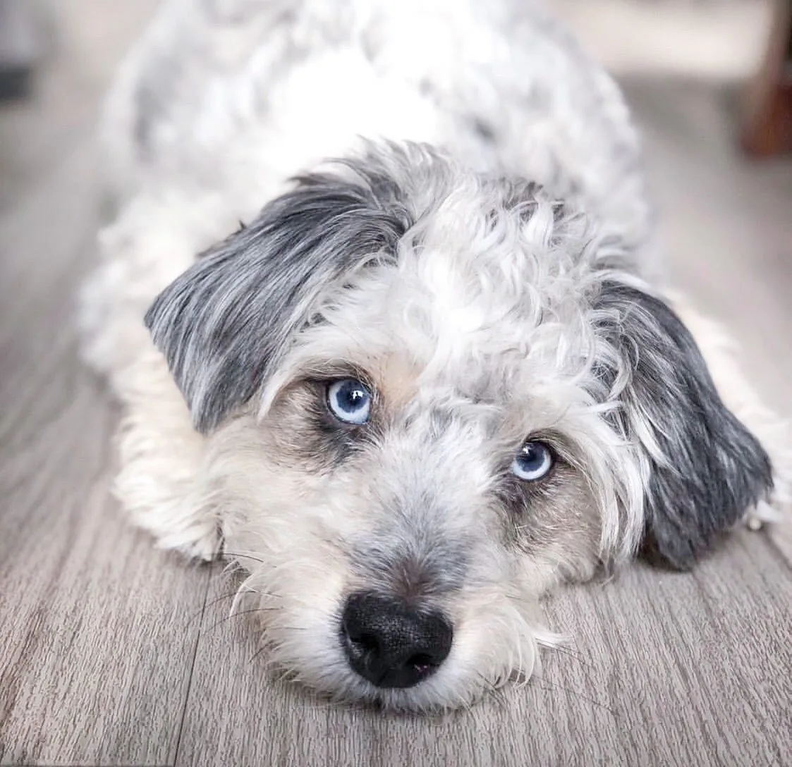 Brown merle Aussiedoodle