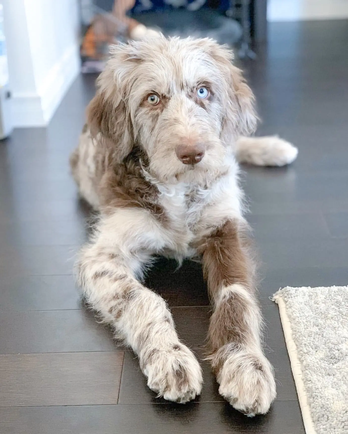 Brown merle Aussiedoodle