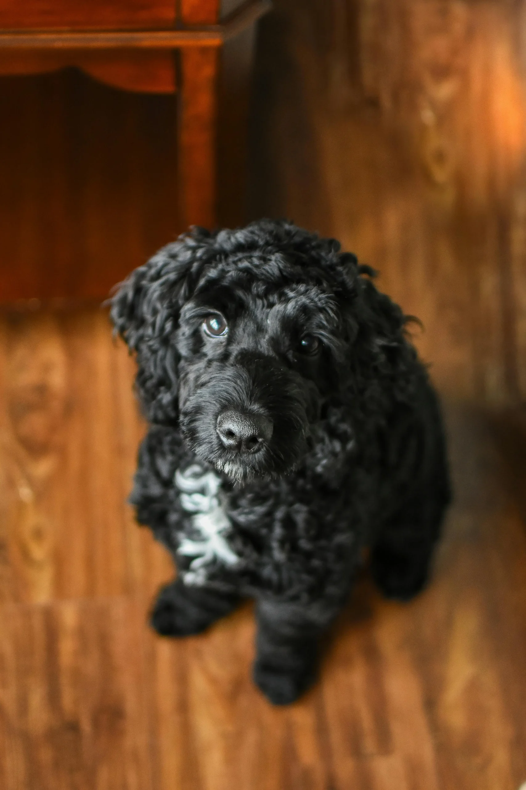 Black Aussiedoodle Guide Size Coat Personality and Care