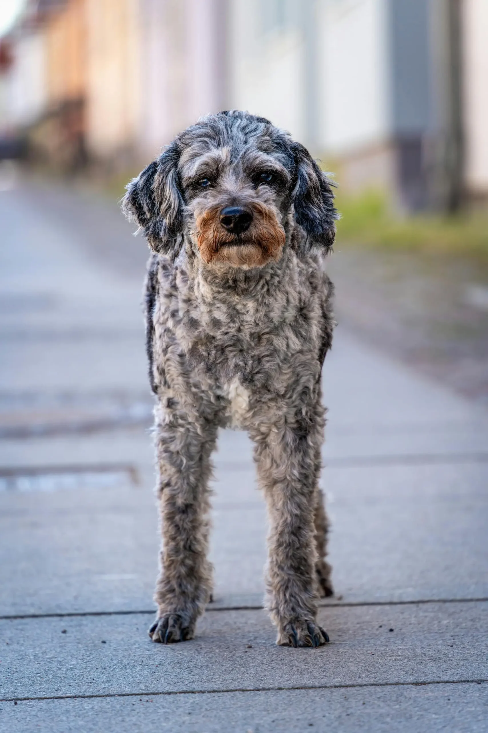 Black Aussiedoodle Guide Size Coat Personality and Care
