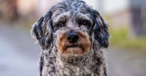 Full Grown Aussiedoodle Guide Size Coat Personality and Care