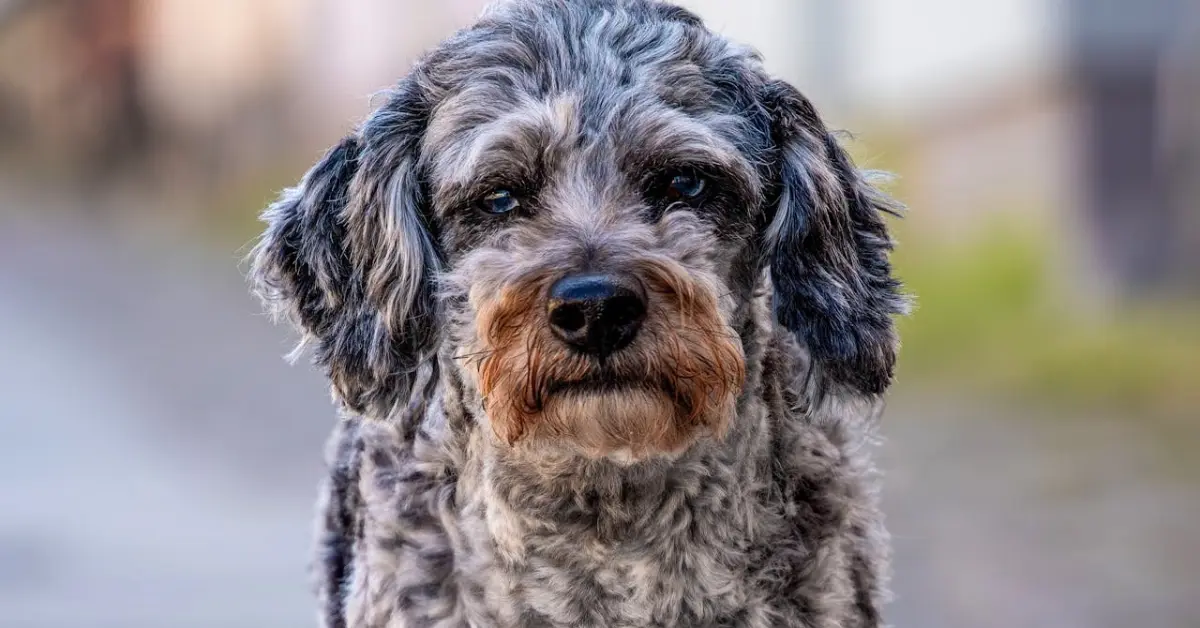 Full Grown Aussiedoodle Guide Size Coat Personality and Care