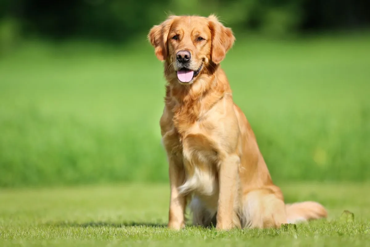 Golden Retriever parent of golden aussiedoodle