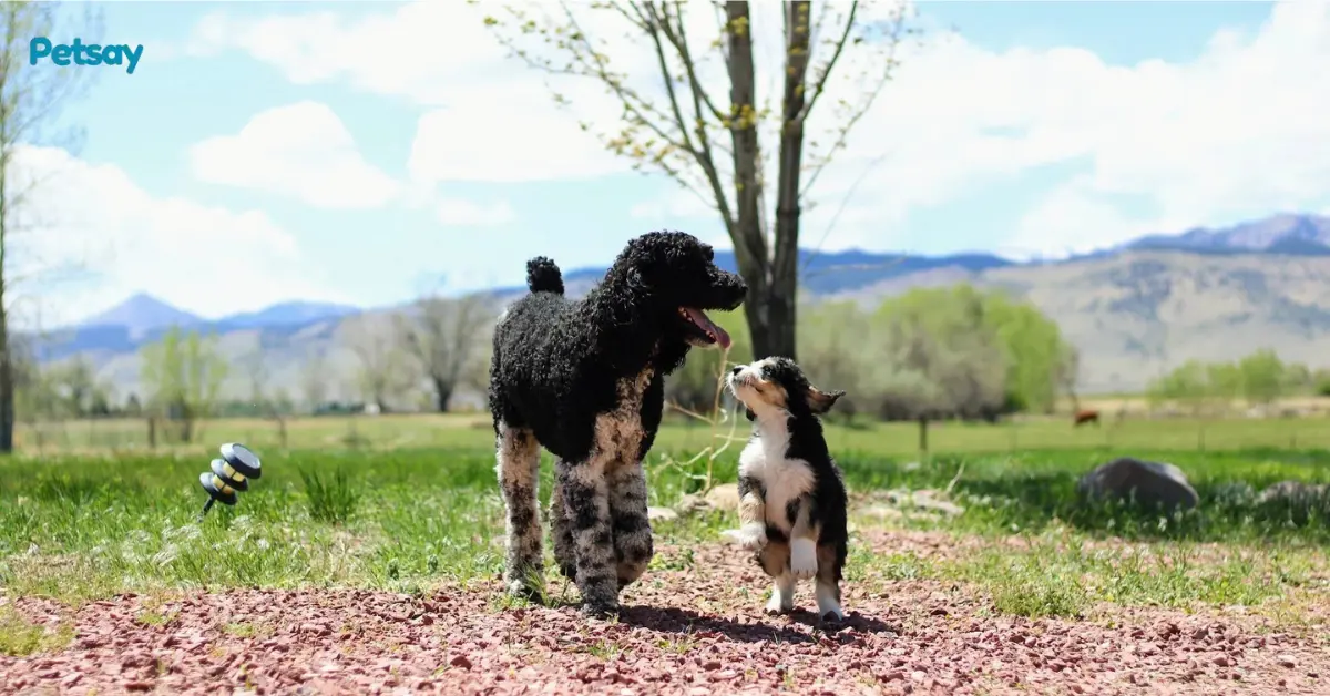 Bernedoodle Colors Tri Color Merle Sable Phantom and More
