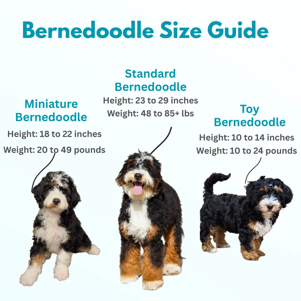 Toy Mini Standard Bernedoodle Sizes