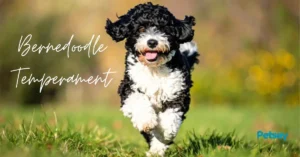 Bernedoodle Temperament: Personality Behavior and Family Life