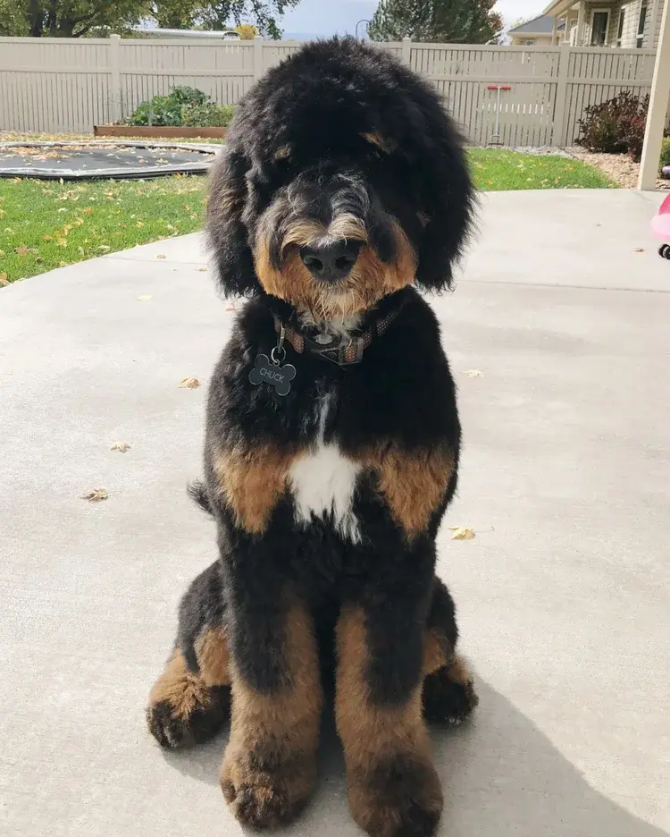 Fleece Coat Bernedoodle in Phantom color