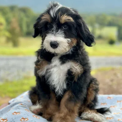 Meet the Full Grown Mini Bernedoodle
