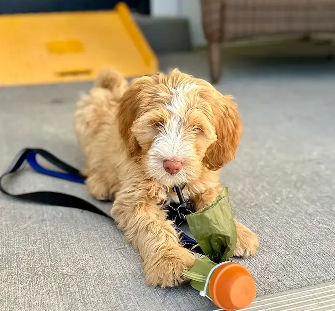 Golden Red Wavy Coat Mini Bernedoodle