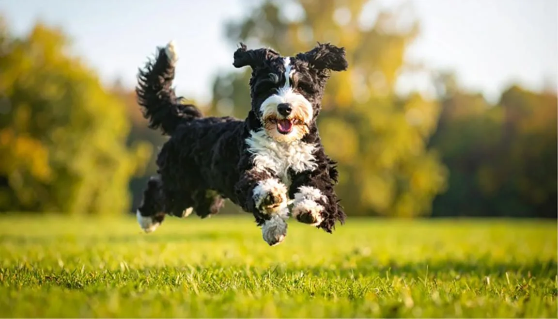 How Big Do Mini Bernedoodles Get Size Weight and Growth Guide