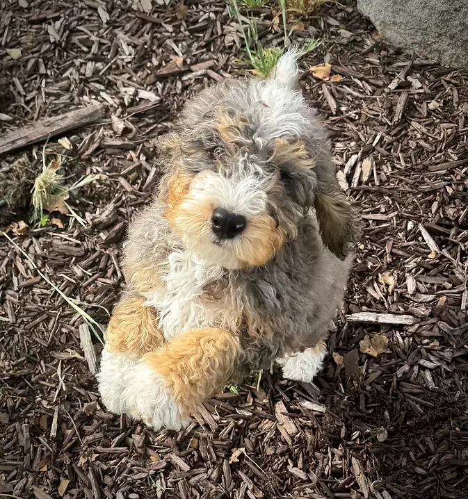 Merle tri color Curly Coat Mini Bernedoodle