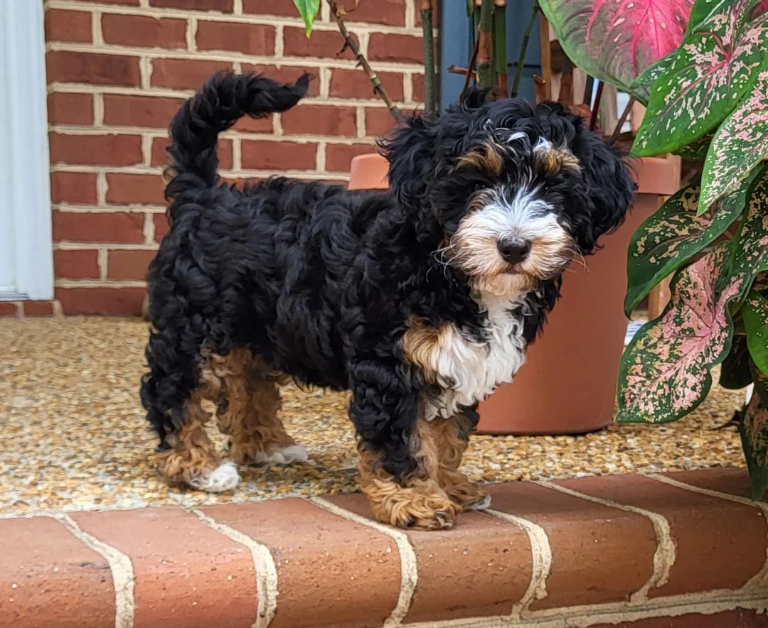 Micro Bernedoodle Dog stand in outdoor
