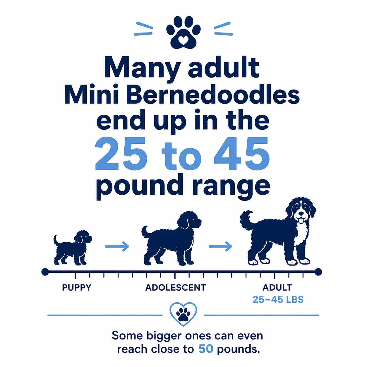 Mini Bernedoodle adult size guide showing puppy to adult growth and common weight range of 25 to 45 pounds.