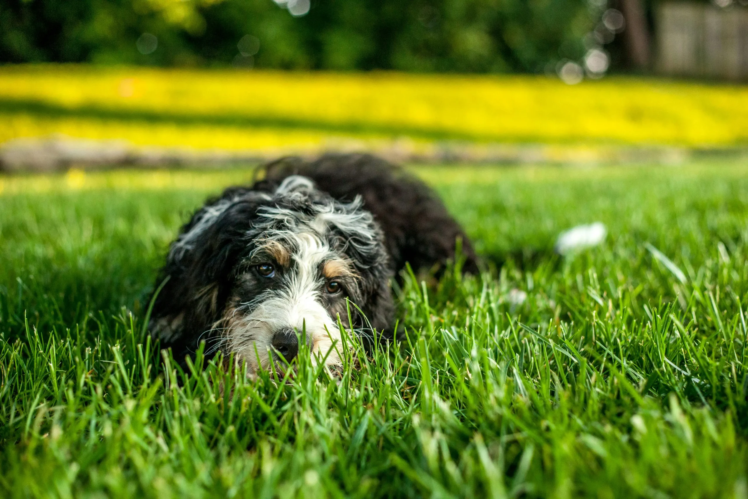 Mini Bernedoodle Full Grown Size Weight Temperament