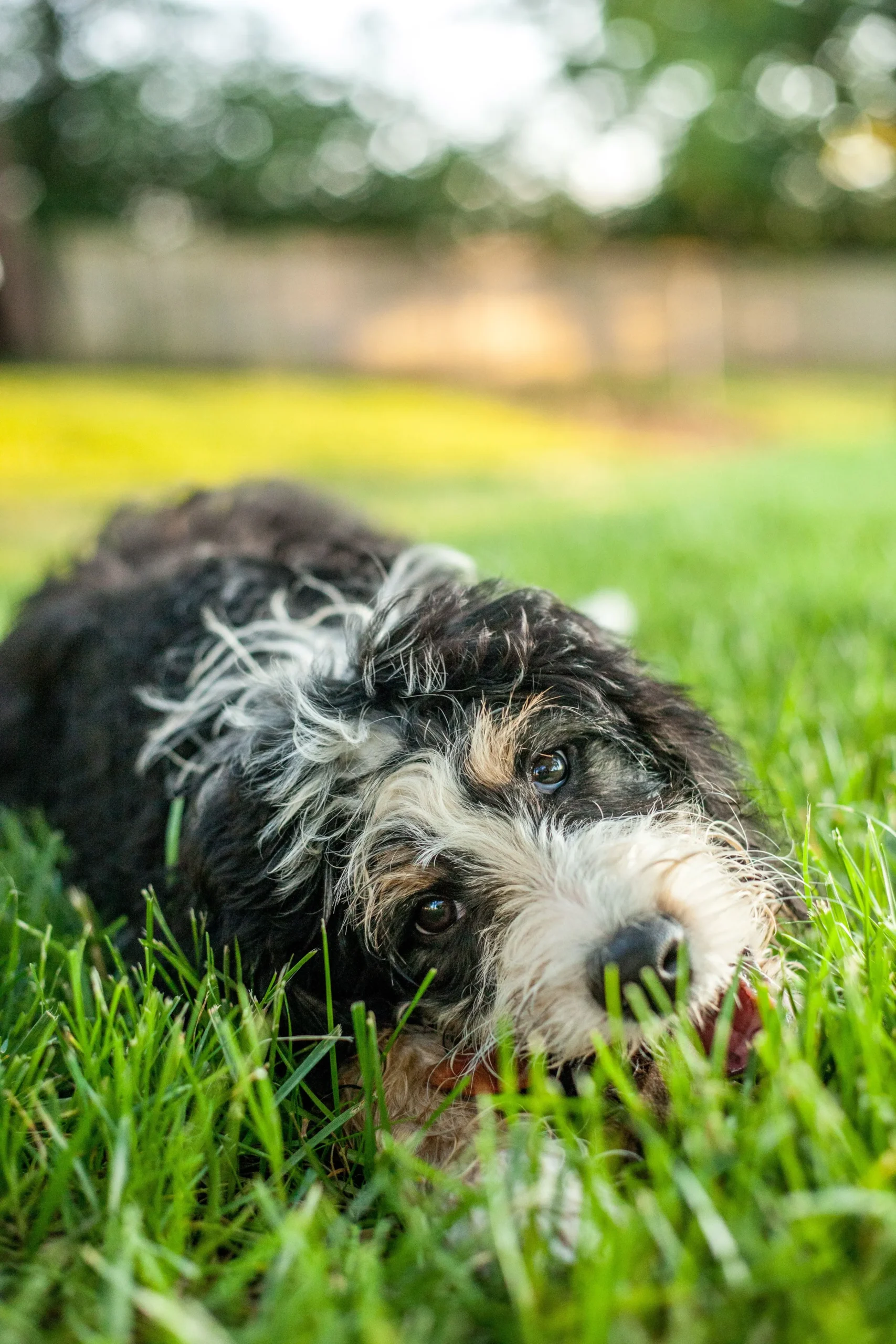 Mini Bernedoodle Full Grown