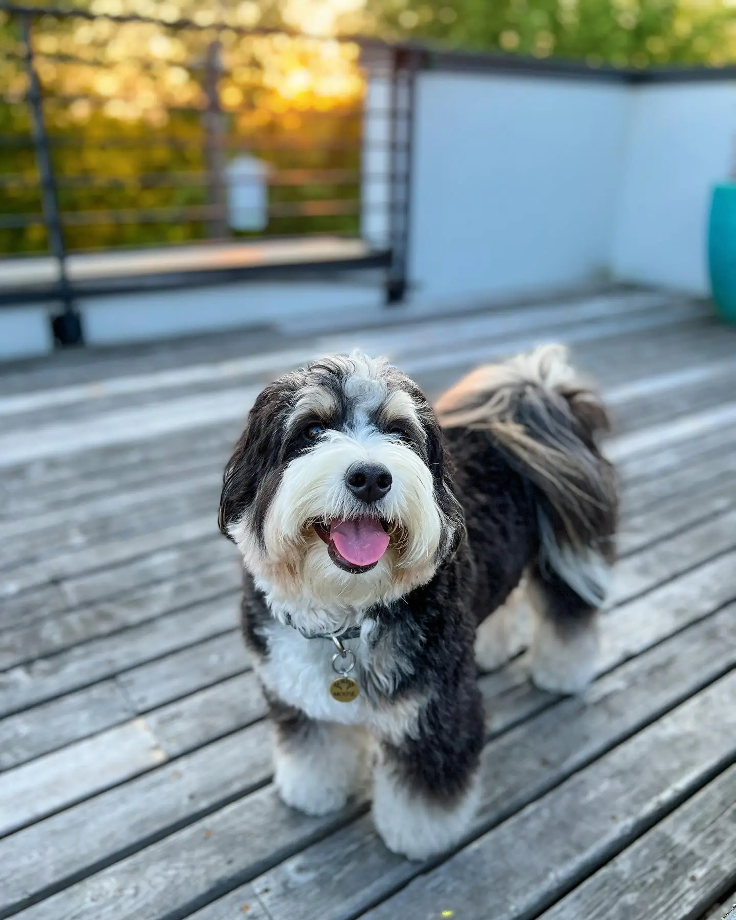 Mini Bernedoodle Fully Guide 2026