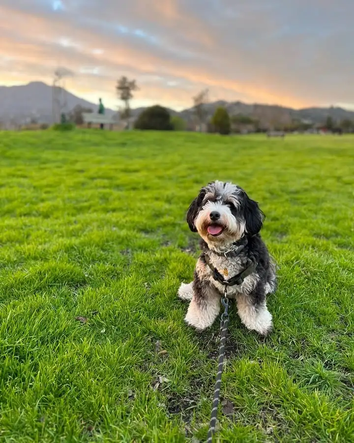 Mini Bernedoodle Dog