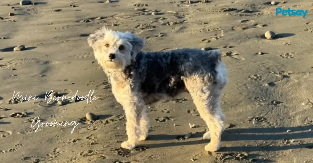 Mini Bernedoodle Grooming