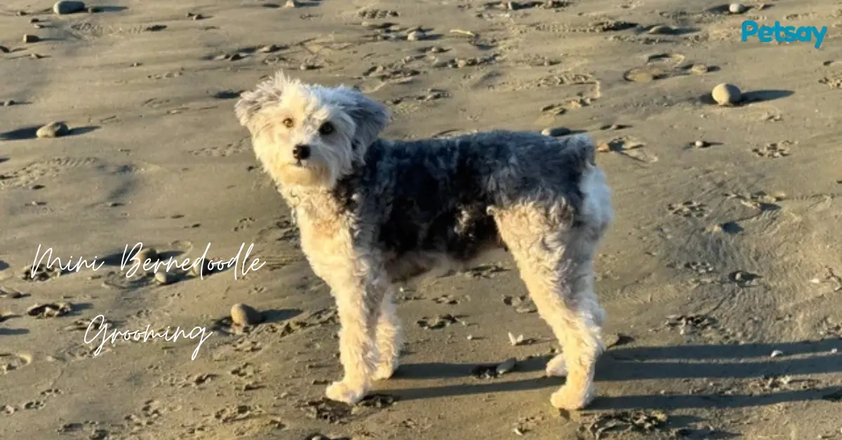 Mini Bernedoodle Grooming