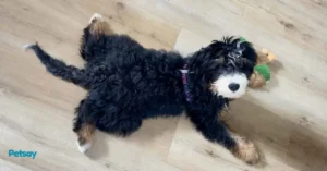 Mini Bernedoodle Lifespan How Long Do They Live