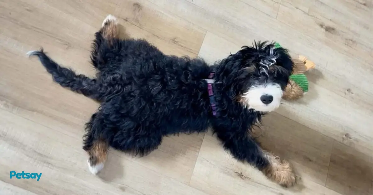 Mini Bernedoodle Lifespan How Long Do They Live
