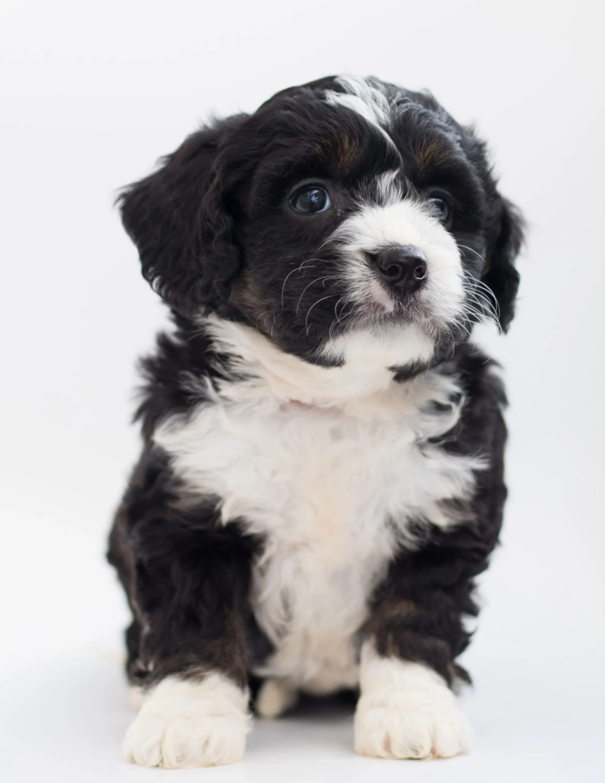 Mini Bernedoodle