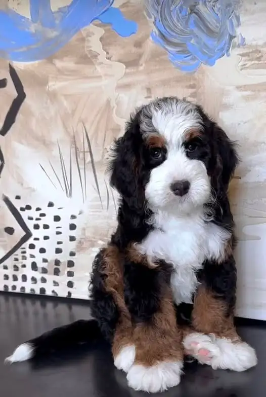 Mini bernedoodle puppies image